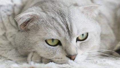 卢森堡副首相访乌时飞身拥抱乌克兰外长：直接“跳进”后者怀中