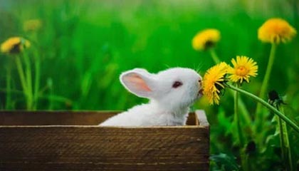 韩国爆发反以色列游行：民众排队向内塔尼亚胡海报扔鞋