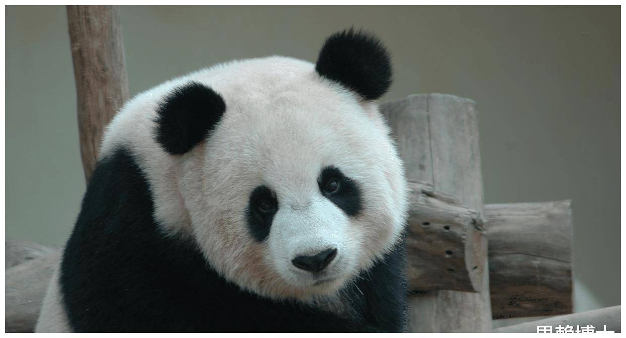 熊猫为什么只有中国有