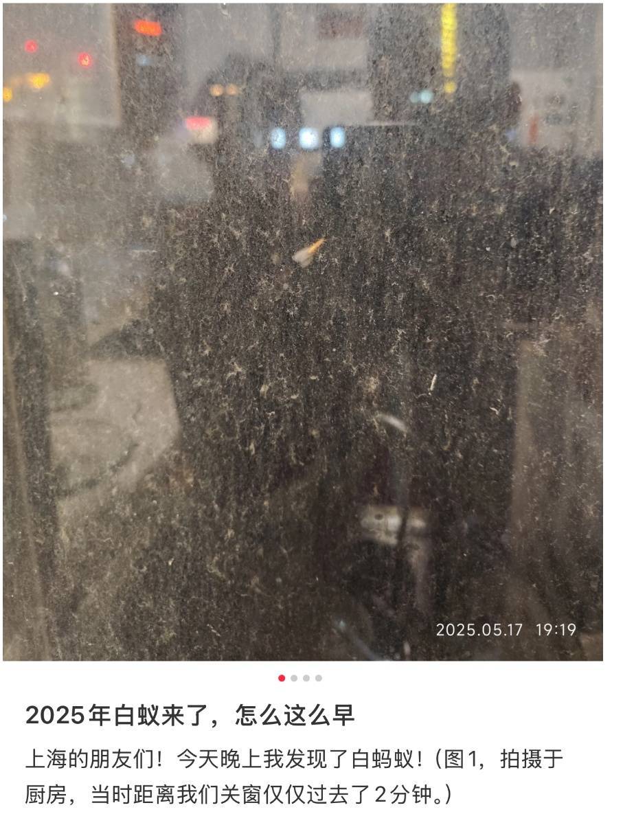 紧急提醒:瞬间爆发!上海市民崩溃:密密麻麻,蠕蠕爬行...“梧桐区”已开始战斗,白蚁或提前分飞