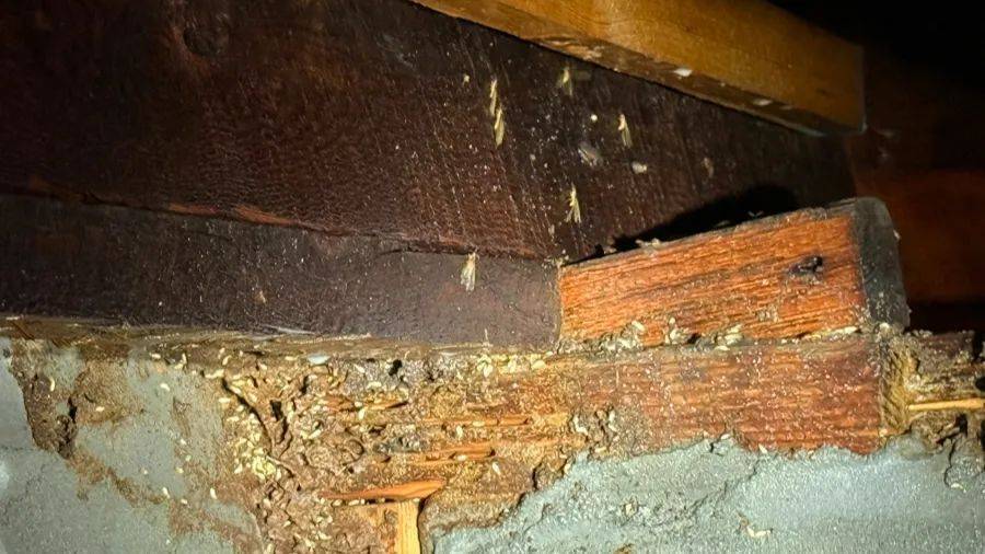 紧急提醒:瞬间爆发!上海市民崩溃:密密麻麻,蠕蠕爬行...“梧桐区”已开始战斗,白蚁或提前分飞