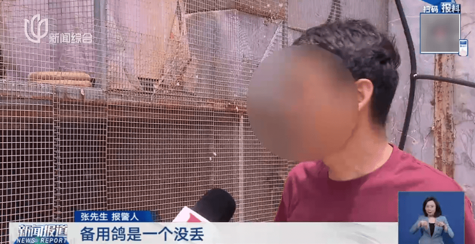 男子太心痛！价值50万元信鸽被偷，翅膀全被剪成“走地鸡”