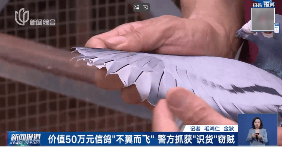 男子太心痛！价值50万元信鸽被偷，翅膀全被剪成“走地鸡”