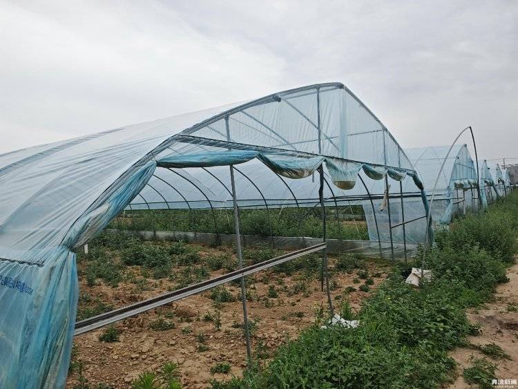 大棚遭断水，蔬菜被哄抢？甘肃一菜农在陕西承包的90座大棚几近绝收