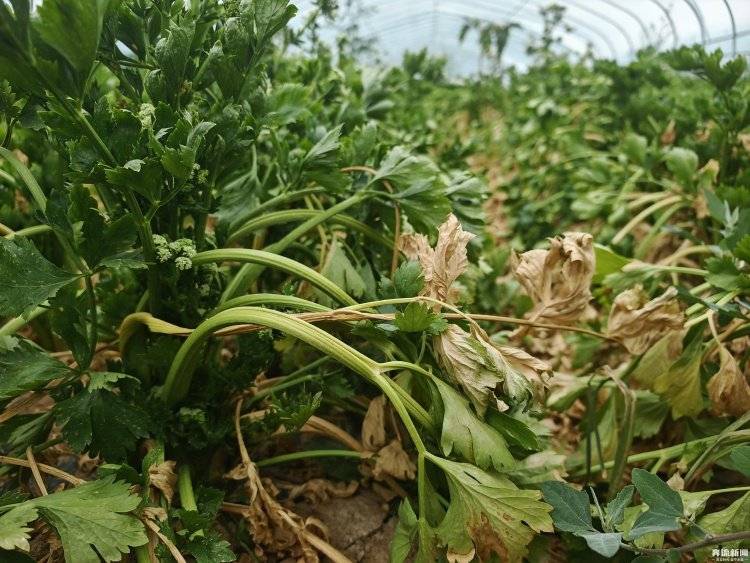 大棚遭断水，蔬菜被哄抢？甘肃一菜农在陕西承包的90座大棚几近绝收