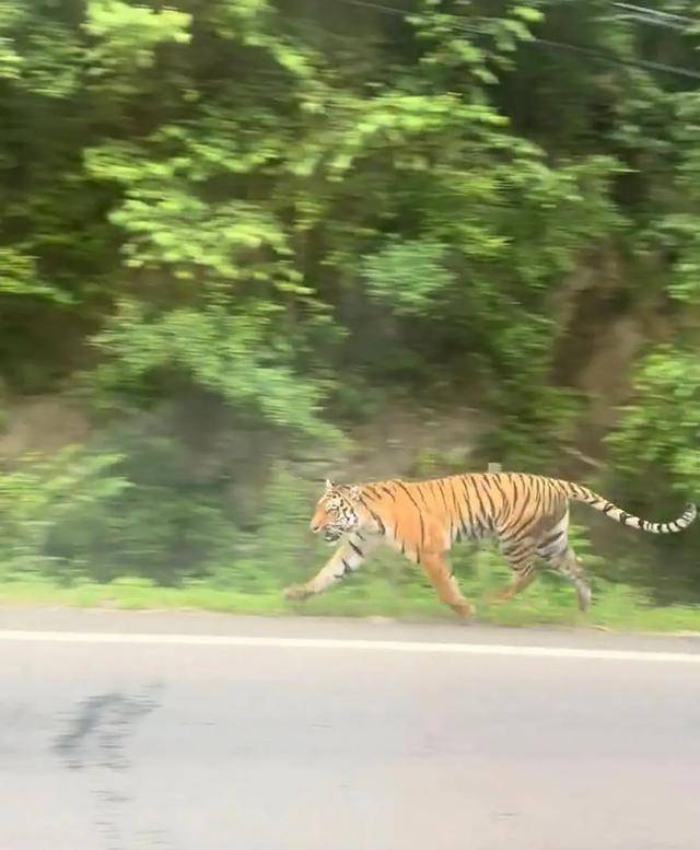 吉林一男子称在国道附近偶遇东北虎
