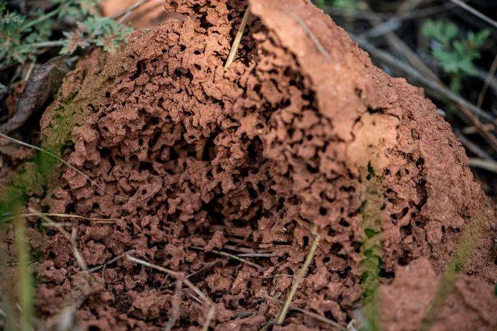警惕!被这几类“毒虫”咬到,可能得去医院