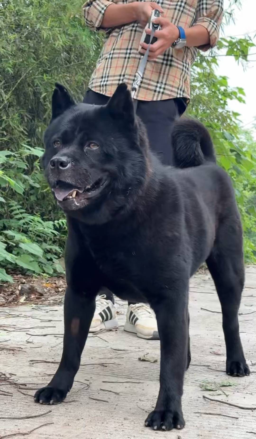 9月1日施行!长沙城区正式解禁中华田园犬,养殖户扩大规模更新犬种:这两种最受欢迎