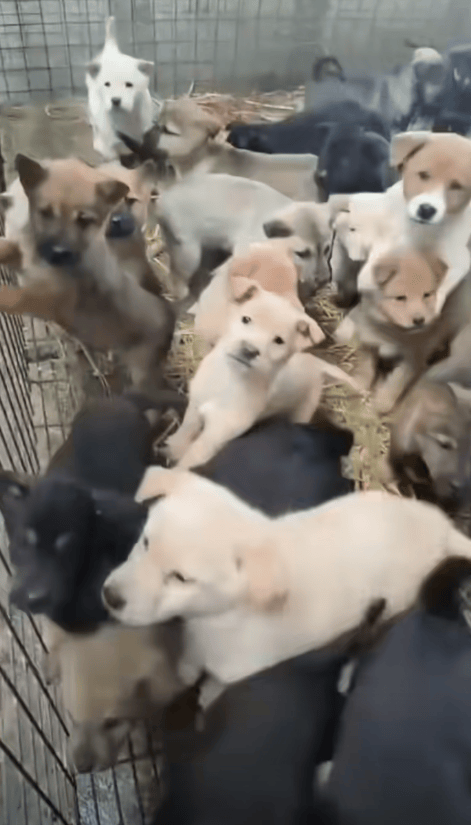 9月1日施行!长沙城区正式解禁中华田园犬,养殖户扩大规模更新犬种:这两种最受欢迎