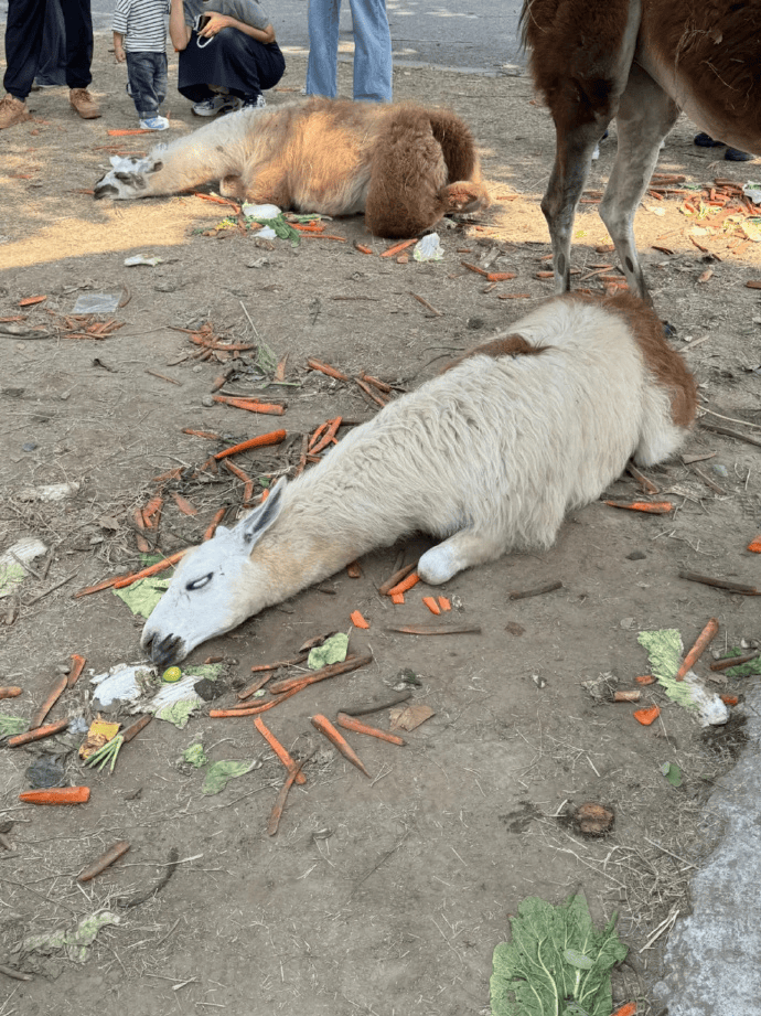 网友称一动物园羊驼被投喂吃撑倒地翻白眼，园方回应：确实吃饱了