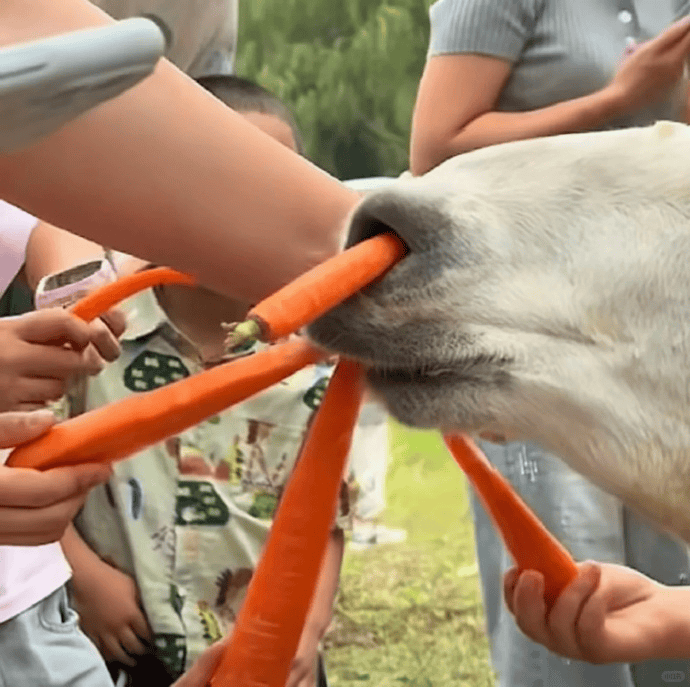 网友称一动物园羊驼被投喂吃撑倒地翻白眼，园方回应：确实吃饱了