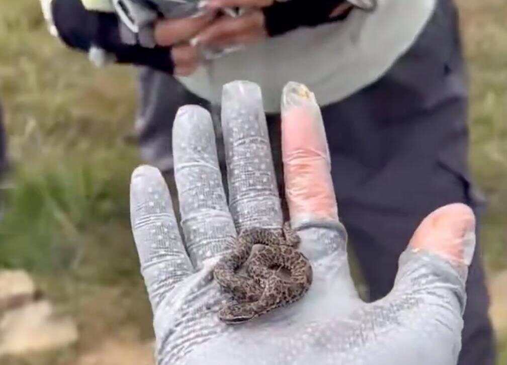 驴友爬山捡幼蛇轮流抚摸,专家:是短尾蝮蛇,毒性强,严重可导致死亡!