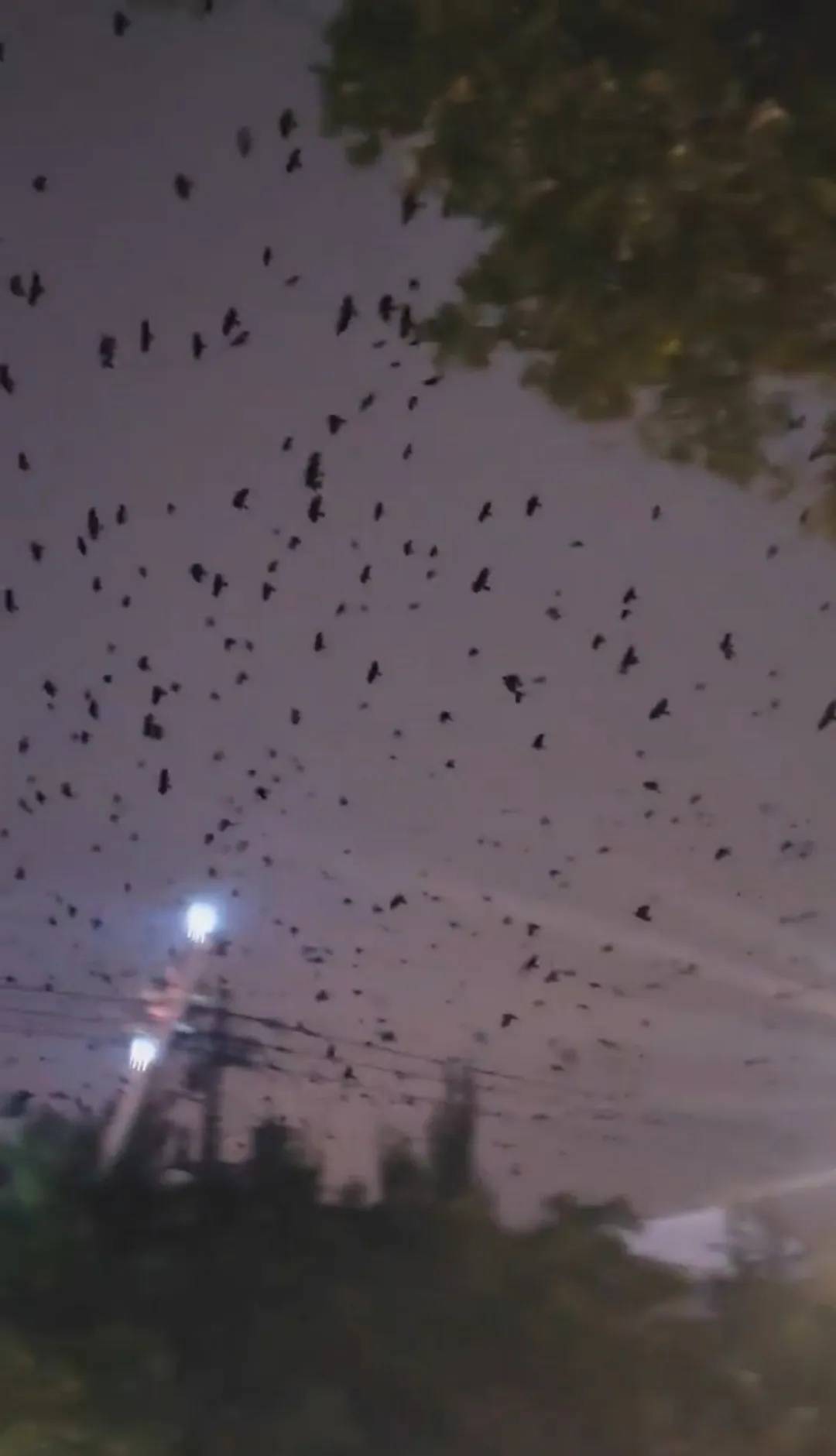 河北、河南、四川等多地天空现密集鸟群！有人担忧是自然灾害征兆，多方回应→