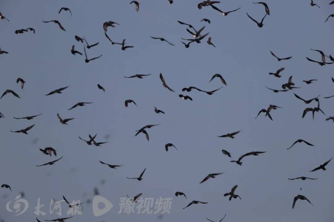 河北、河南、四川等多地天空现密集鸟群！有人担忧是自然灾害征兆，多方回应→