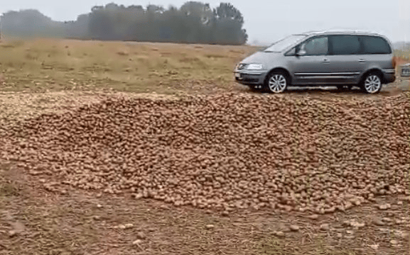 波兰68岁农民收获的150吨土豆被一夜搬空， 只因帖子遭篡改