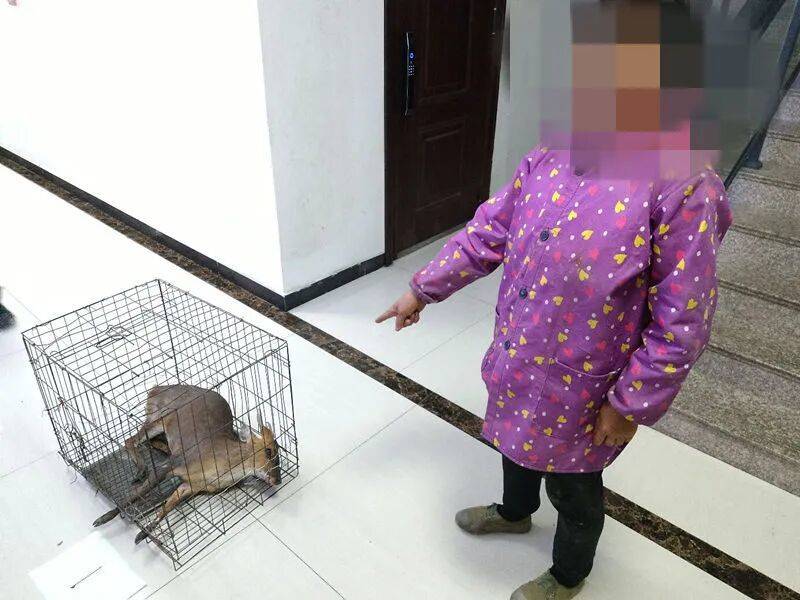 台州女子私自放置捕兽夹，夹住一只“三有”动物黄麂，并致其死亡！警方：已被刑拘