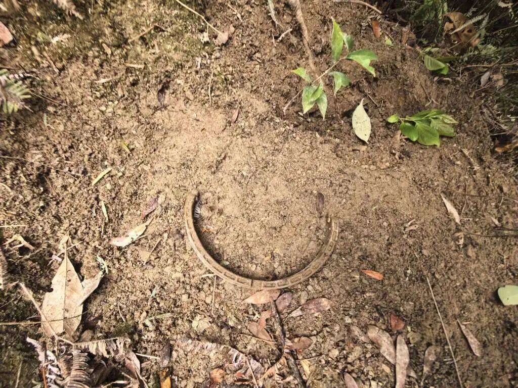 台州女子私自放置捕兽夹,夹住一只“三有”动物黄麂,并致其死亡!警方:已被刑拘