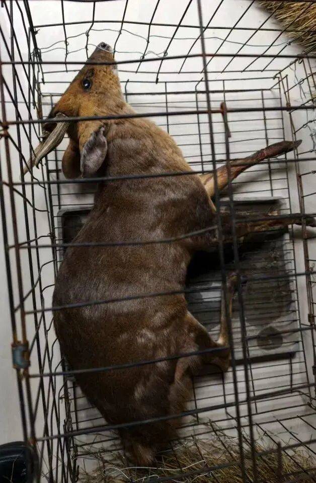 台州女子私自放置捕兽夹,夹住一只“三有”动物黄麂,并致其死亡!警方:已被刑拘